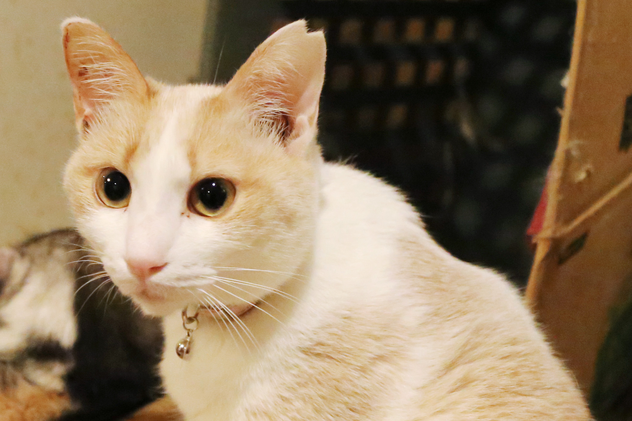 地域猫との付き合い方 こち荒 Vol 5 荒川区の地域情報サイト 荒川102