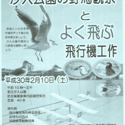 汐入公園の野鳥観察とよく飛ぶ飛行機工作