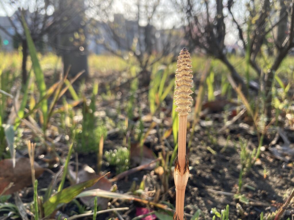 荒川公園につくしがたくさん生えていますよー 他にも春の花が満開です 荒川区の地域情報サイト 荒川102