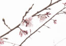 荒川102も出展！3月30日、尾久の原公園でシダレザクラ祭り開催。シダレザクラは咲くのか？