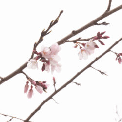 荒川102も出展！3月30日、尾久の原公園でシダレザクラ祭り開催。シダレザクラは咲くのか？