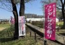 第19回シダレザクラ祭り