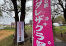 雨の中の開催、第19回 尾久の原公園シダレザクラ祭りに出店しました