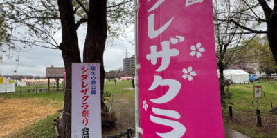雨の中の開催、第19回 尾久の原公園シダレザクラ祭りに出店しました 雨の中の開催、第19回 尾久の原公園シダレザクラ祭りに出店しました