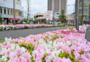 思いっきり花を楽しむ。ツツジが満開の南千住、ドナウ通りに行ってきた 思いっきり花を楽しむ。ツツジが満開の南千住、ドナウ通りに行ってきた